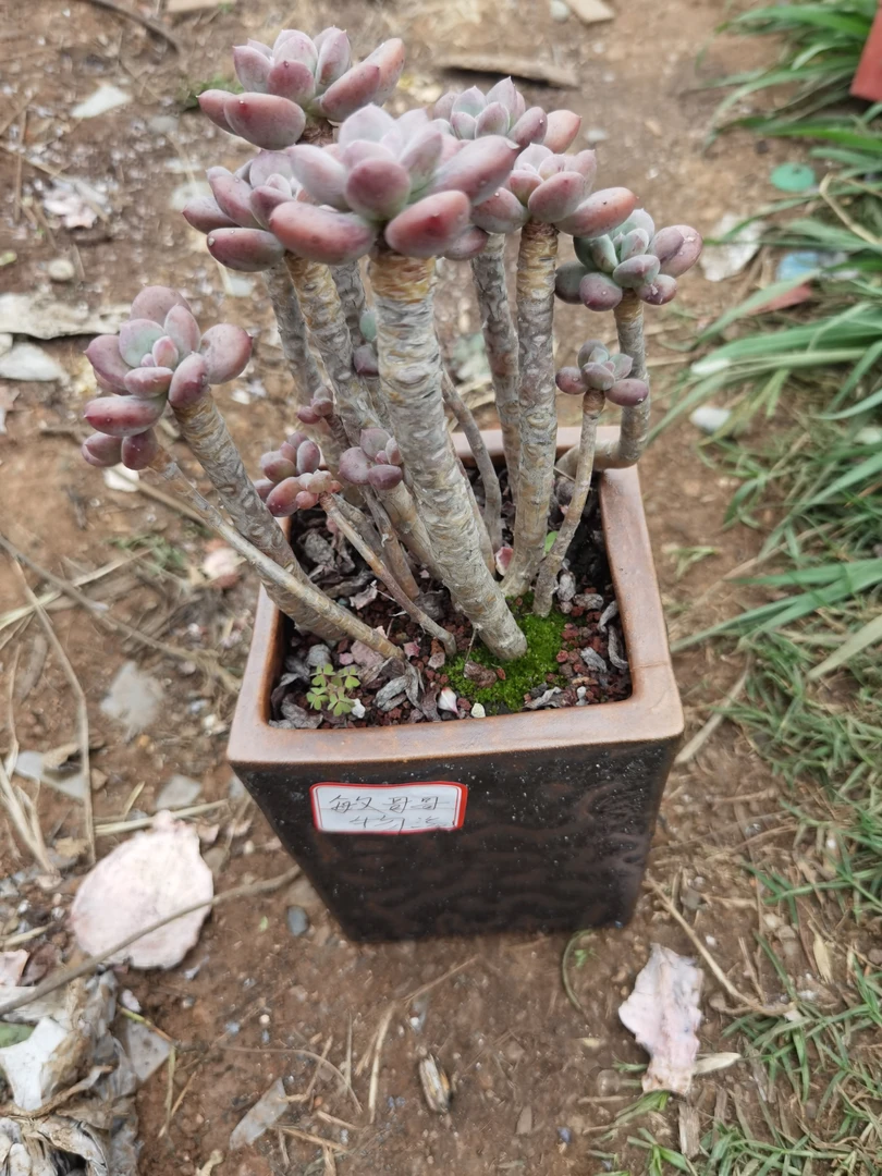 灰姑娘老桩精品肉肉