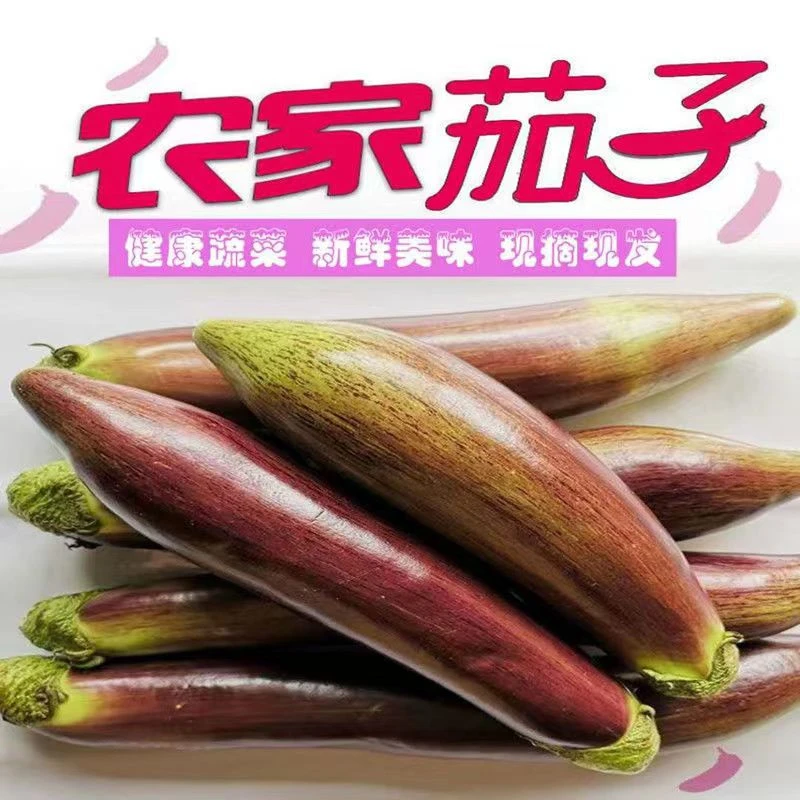 东北特产新鲜花茄子酱茄子面包茄子冰川茄农家农产品3/5斤包邮