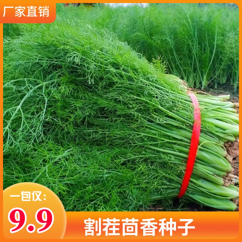 茴香种子（多茬采收）割茬采收小茴香四季阳台盆栽