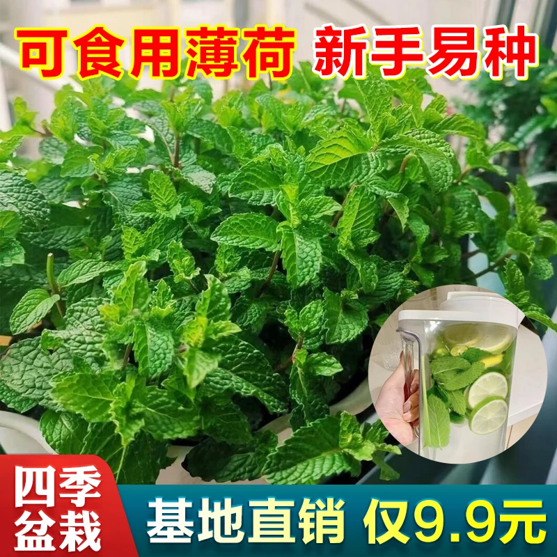 薄荷种子驱蚊可食用香草室内阳四季盆栽