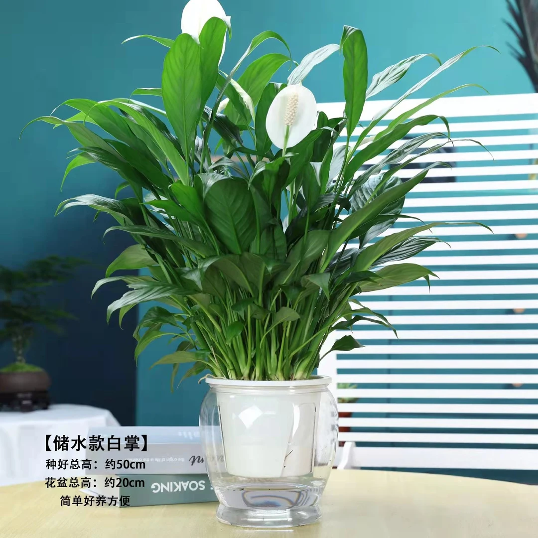 悦花匠白掌花卉一帆风顺植物水培四季开花美化办公室内好养绿盆栽