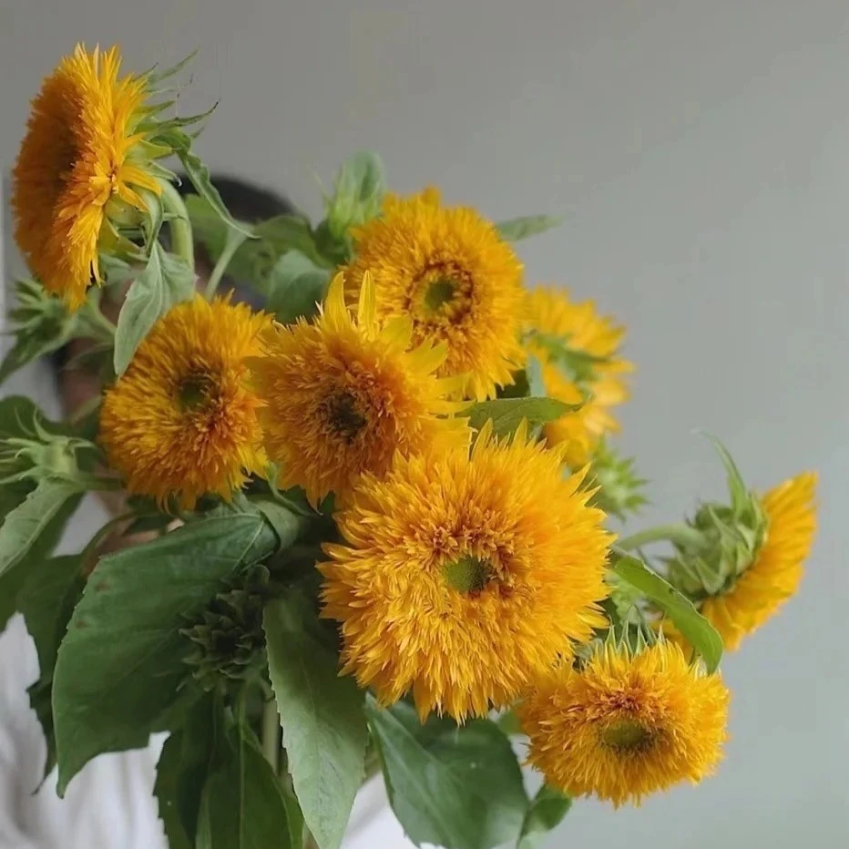 【如熙臻品】泰迪向日葵 - （3支装）