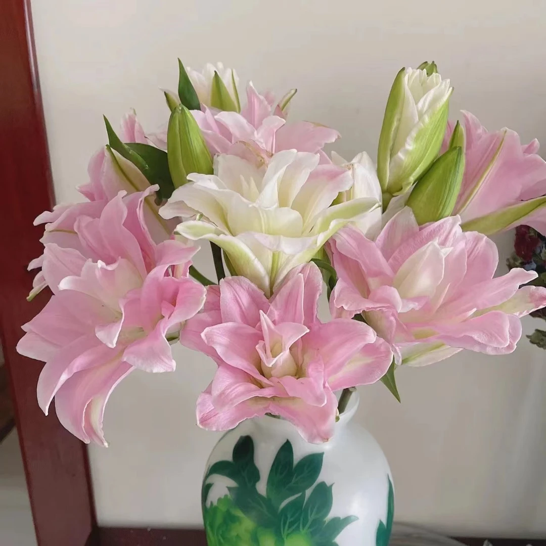 【如熙臻品】两头贵妃 -- 重瓣百合