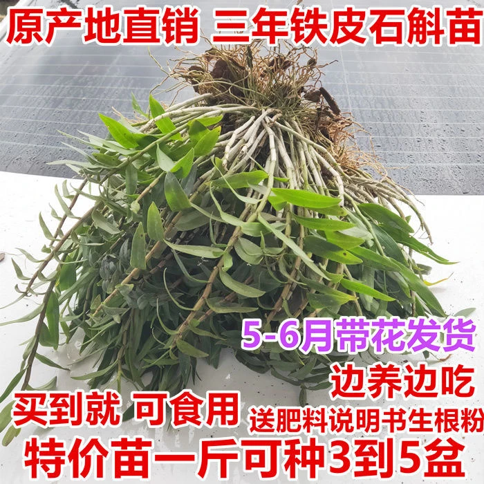 正宗红杆铁皮石斛苗 食用3年鲜条室内绿植盆栽种植可开花边养边吃