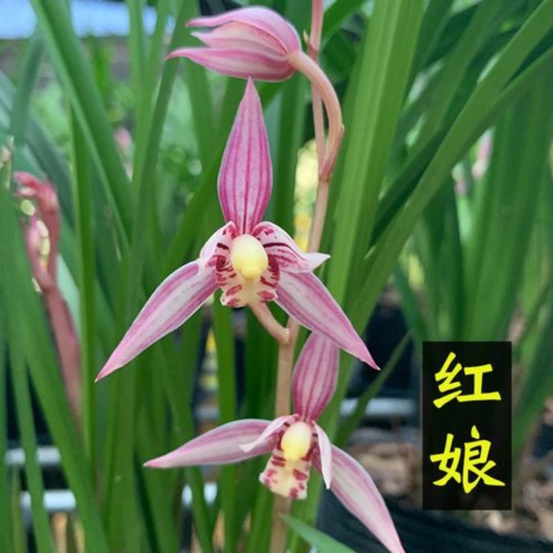 建兰红娘一杆多花趣味美观兰花阳台