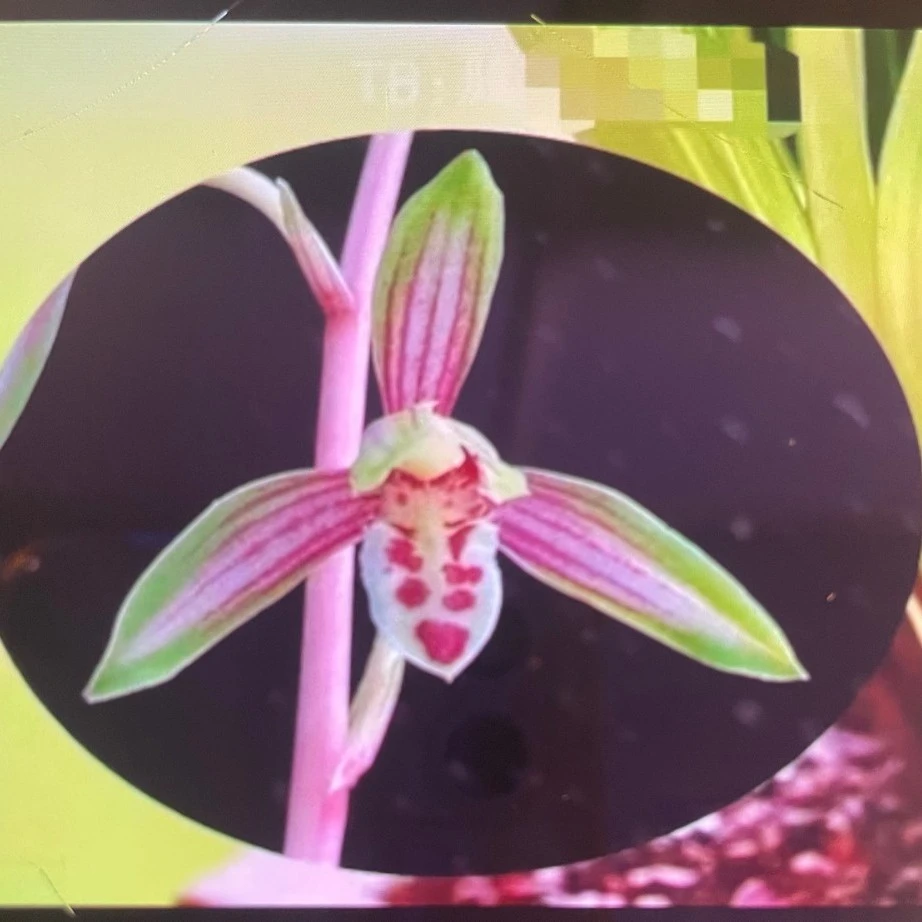 建兰铭品-桃花潭水