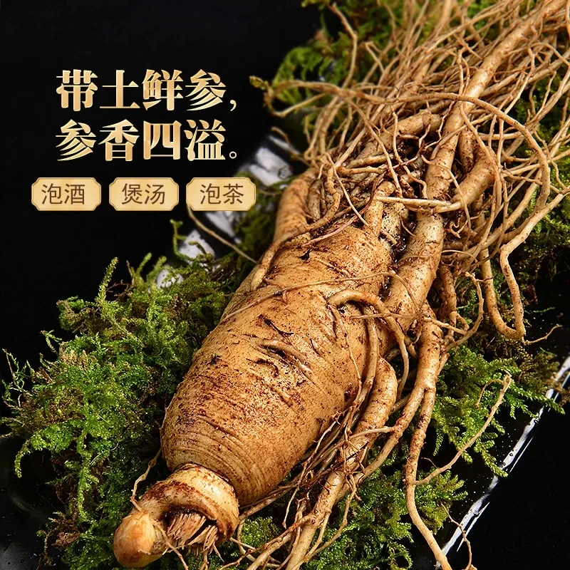 【12年带土大鲜参】长白山人参超大人参单根100克/根泡酒泡酒煲汤