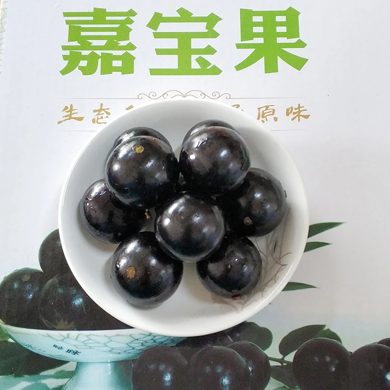 【顺丰包邮】自家果园现摘现发沙巴嘉宝果树葡萄一年两季尝鲜送礼