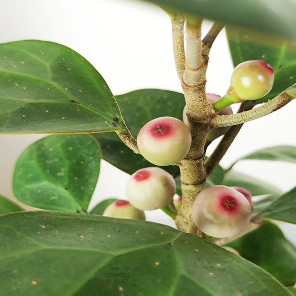 小盼菩提室内观果植物发财树