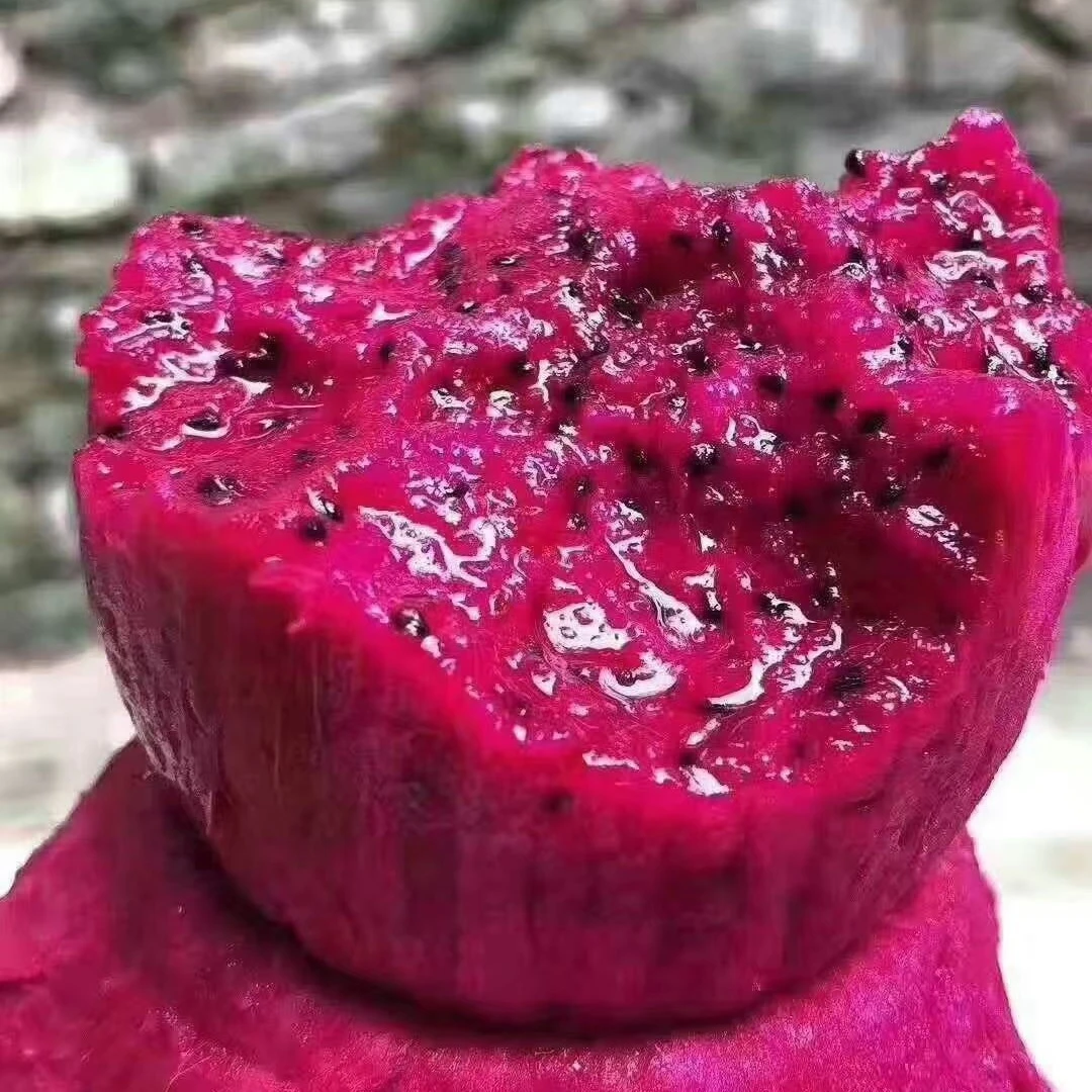 鑫农来精品5斤装红心火龙果，自家果园，自然成熟，新鲜采摘