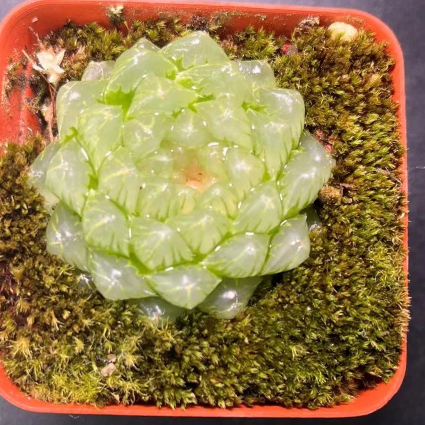 冰川玉露多肉【满9.9发货】