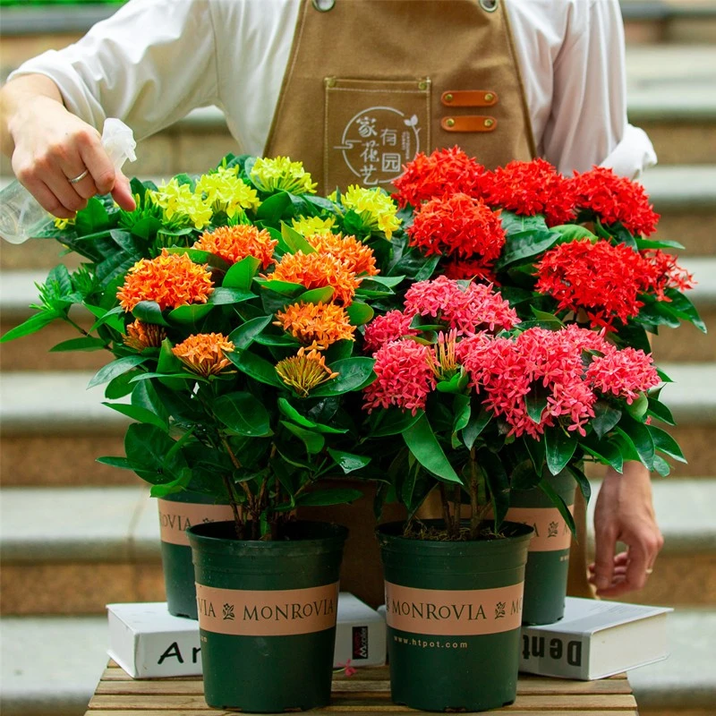 龙船花盆栽室外庭院花园室内阳台四季开花植物绣球花卉绿植好养