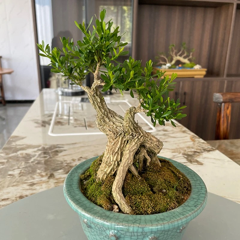 广东精品皱皮雀舌黄杨 精品老桩掌中宝盆景