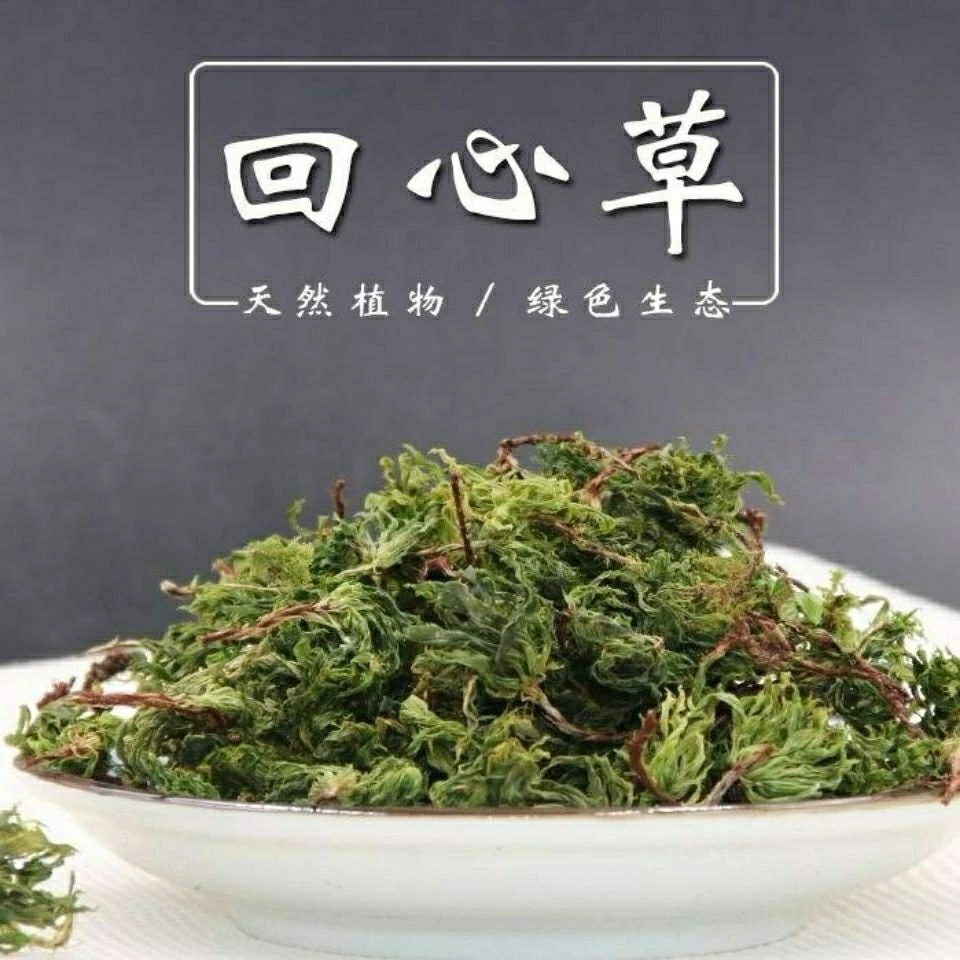 云南野生回心草正品大叶藓茴薪草晒干回心草50克包邮农产品非甘草