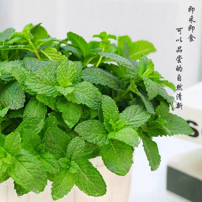 薄荷盆栽苗阳台室内办公室驱蚊草吸甲醛提神可食用薄荷叶易养绿植