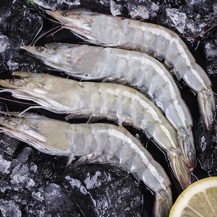 【宠粉福利】20/30青岛海洋大虾 单只16-20cm 3斤