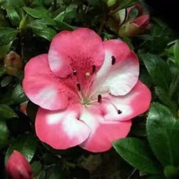 日本皋月杜鹃夏鹃 红梅 绯梅 绯梅锦