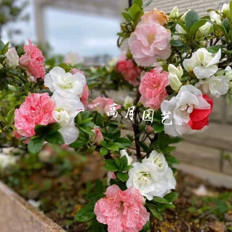 日本皋月杜鹃夏鹃 玉玲  福牡丹 鹿沼牡丹