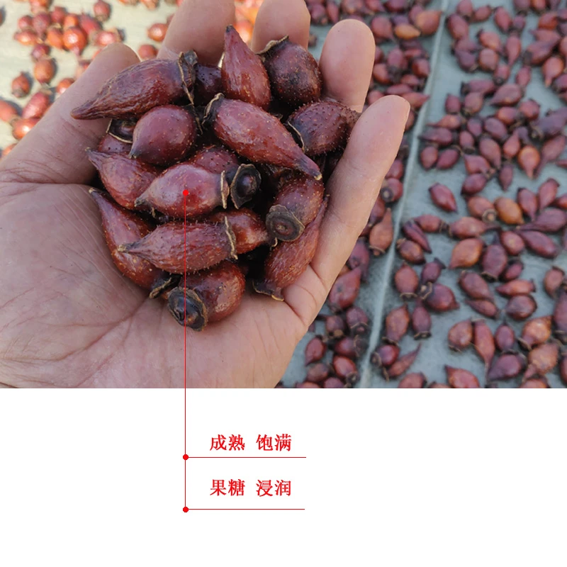 广西金樱子 三蒸三晒野生金樱子肉 老果 糖果刺梨子泡酒男性 刺榆