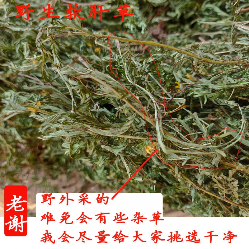 广西野生软肝草铁甲草细密疏山扁豆新货正宗非种植品铁甲草