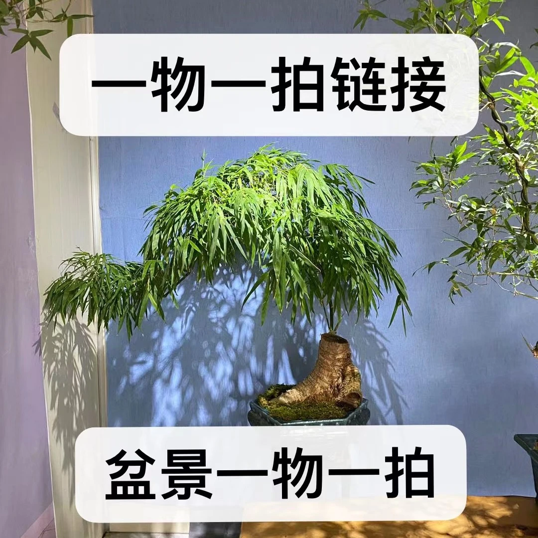 (1)叶剑波手艺 室内外盆栽 一物一拍 以直播间实物为准