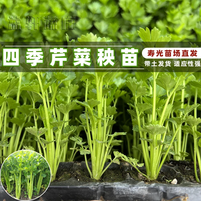 老品种芹菜幼苗蔬菜种子种苗四季香芹山芹阳台盆栽高产春秋蔬菜苗
