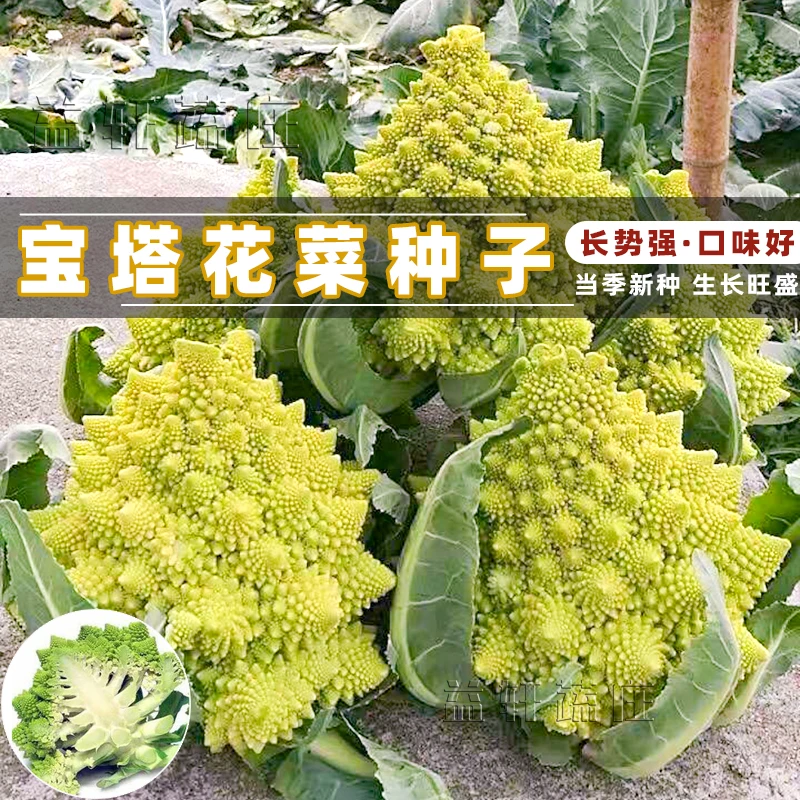 宝塔菜种子大全花椰菜菜花种籽花苗四季冬季蔬菜种子花菜菜籽
