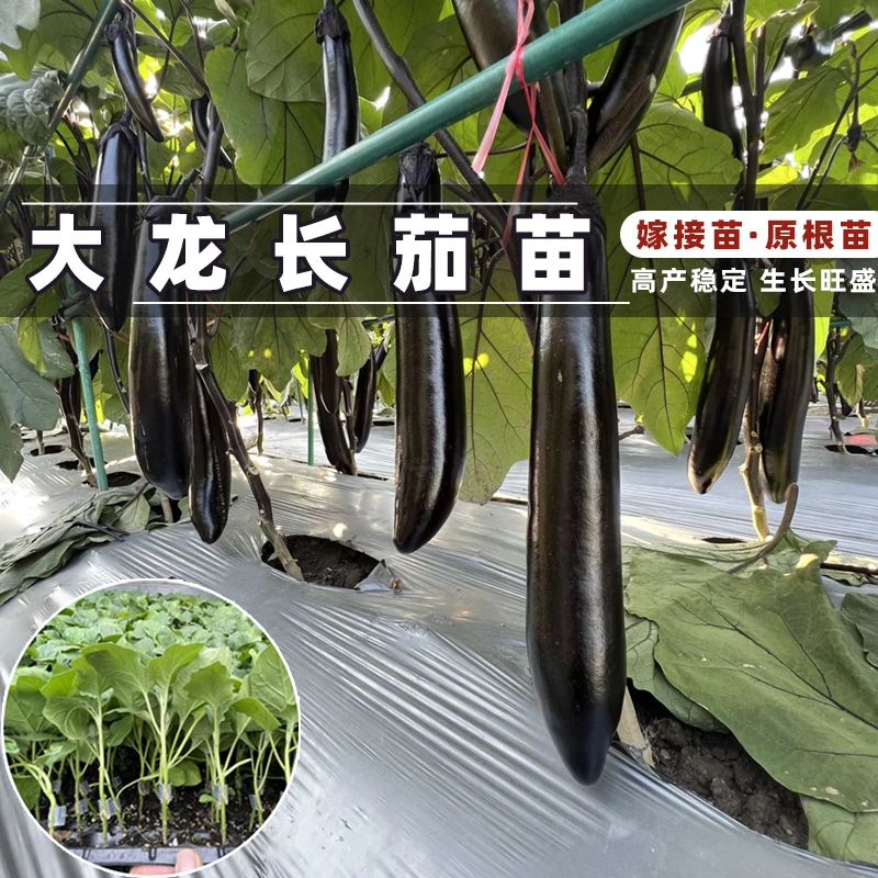 直根嫁接大龙长茄子苗子黑长茄苗大龙长茄种苗阳台盆栽大棚蔬菜苗
