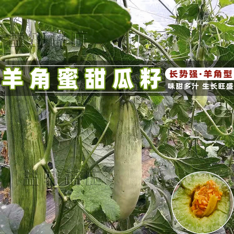 羊角蜜甜瓜种籽甜瓜种子孑香瓜春季四季水果庭院种植蔬菜种子大全