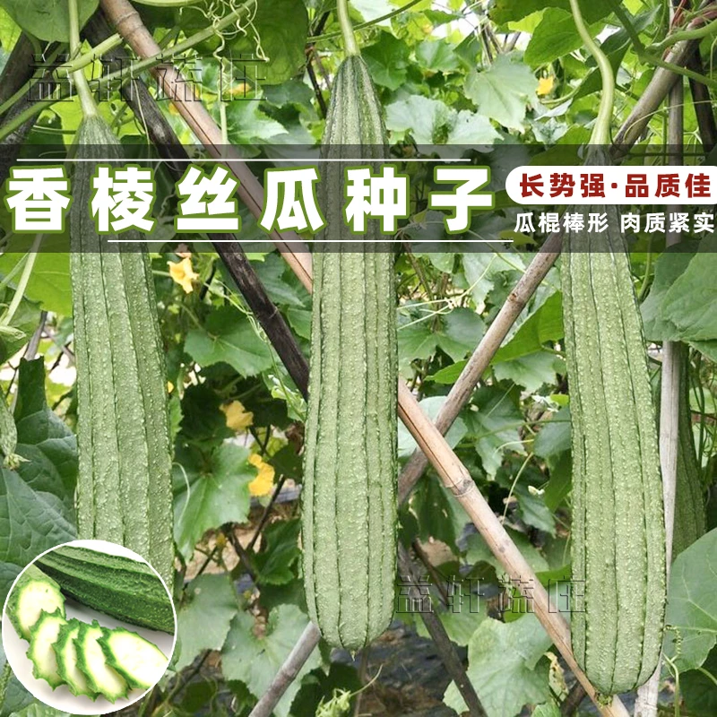香棱丝瓜种子早熟八棱肉丝瓜种籽子农家庭院阳台盆栽蔬菜孑四季播