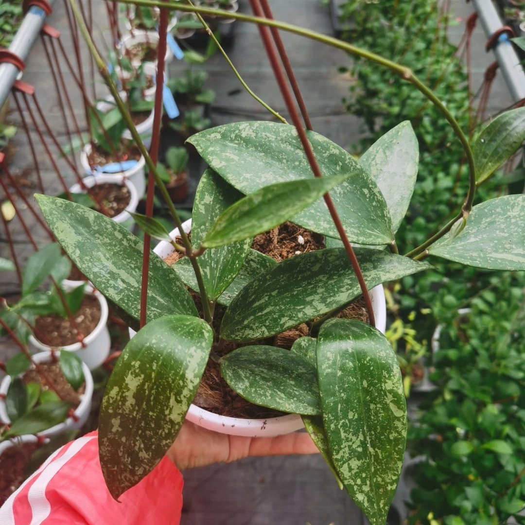 罗伊球兰（hoya rangsan）