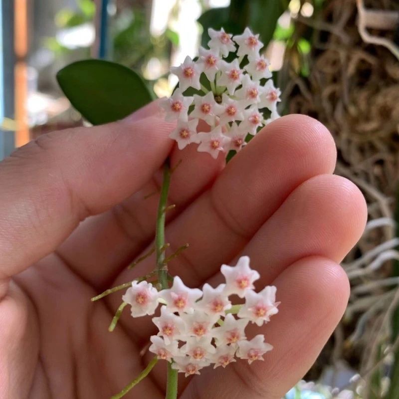 钱叶球兰Hoya nummularioides）（秋季开花，奇香）