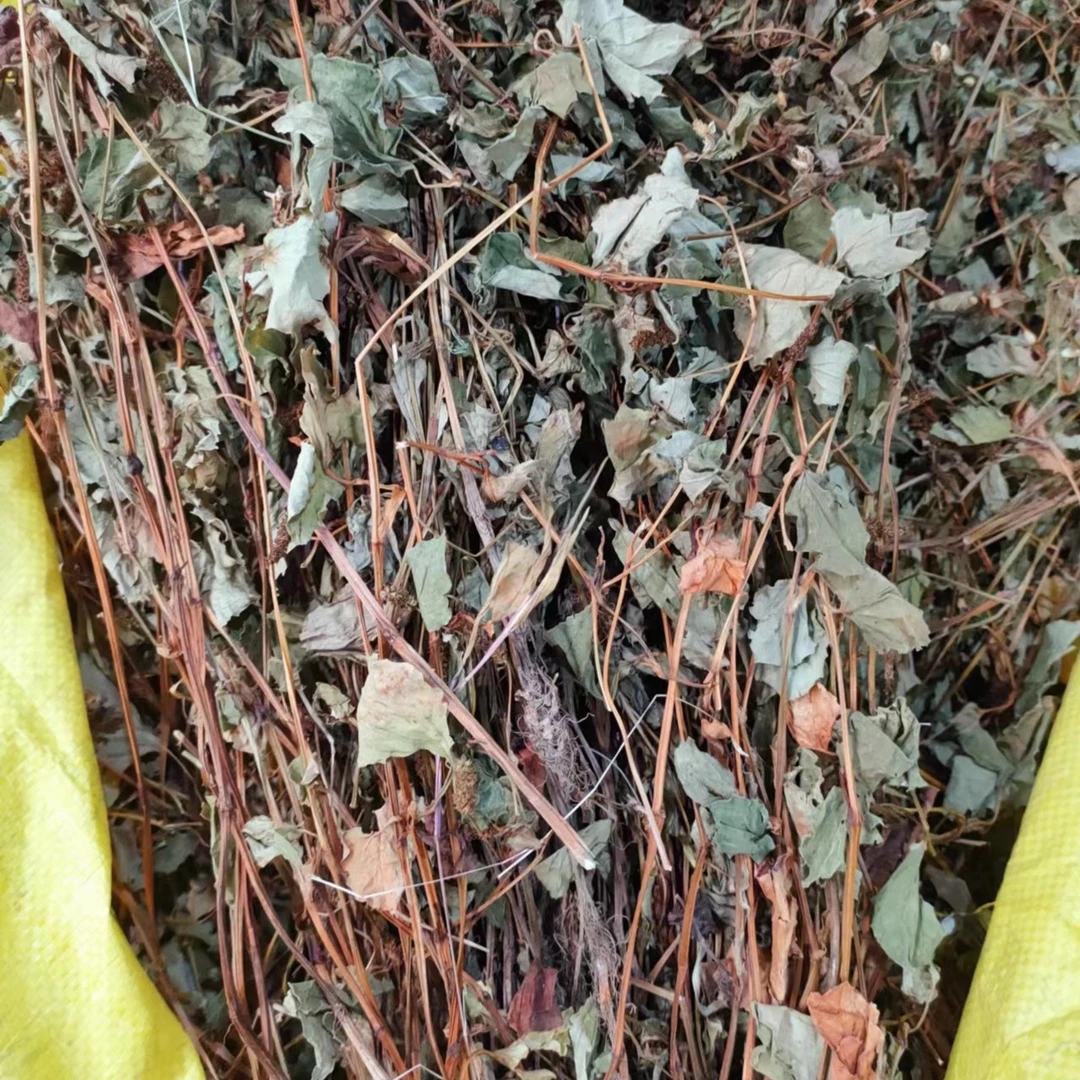 农村鱼腥草 新鲜晾晒干货凉茶 500克包邮