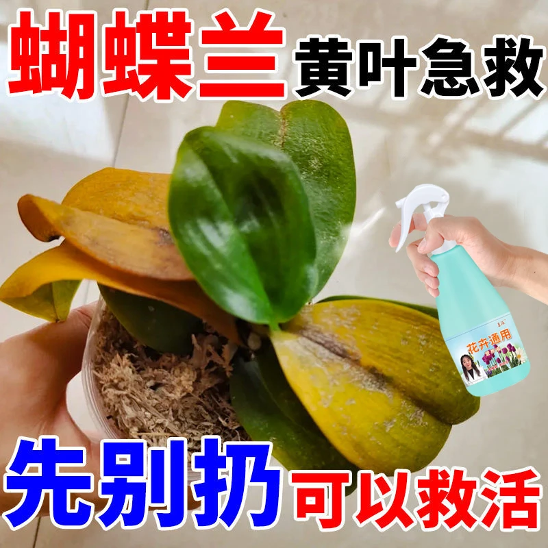 蝴蝶兰营养液促花催剑拯救黄叶跟腐蝴蝶兰花苗肥料营养液免稀释