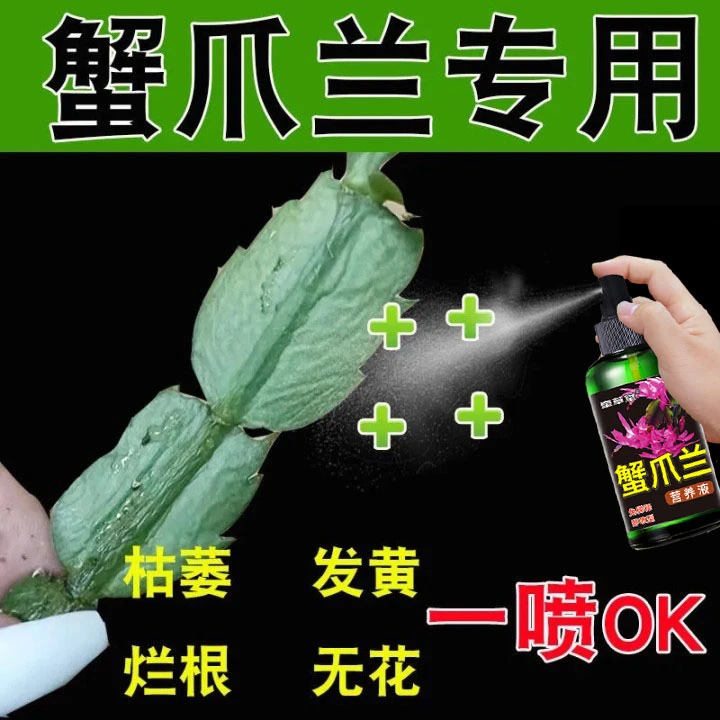 【一喷花开】蟹爪兰专用营养液叶子蔫枯萎发黄不开花补充营养家用