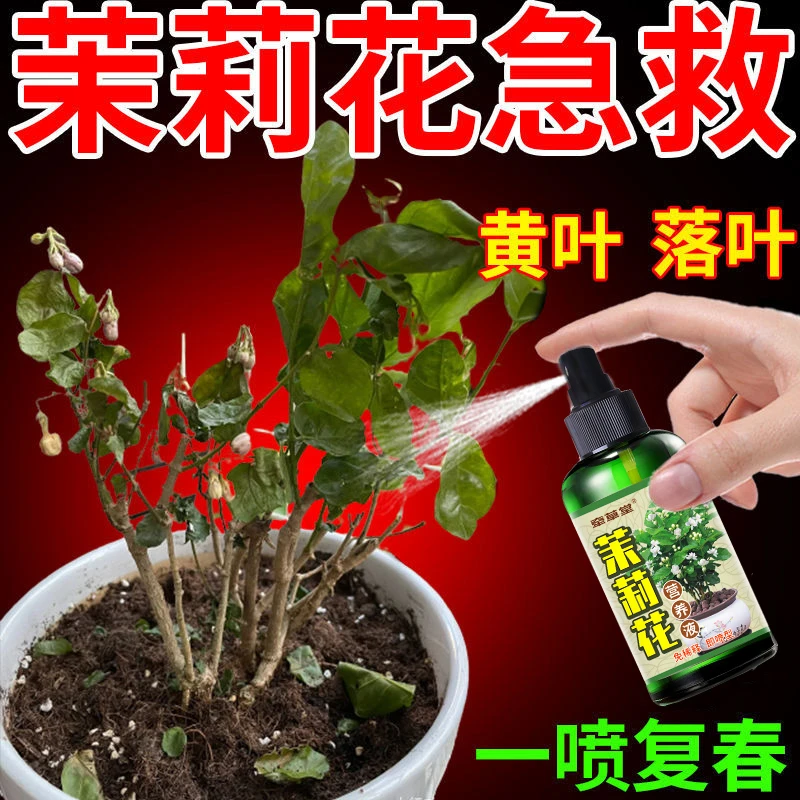 【通用型】茉莉花干枯营养液黄叶不开花僵苗黑叶枝条细软专用花肥