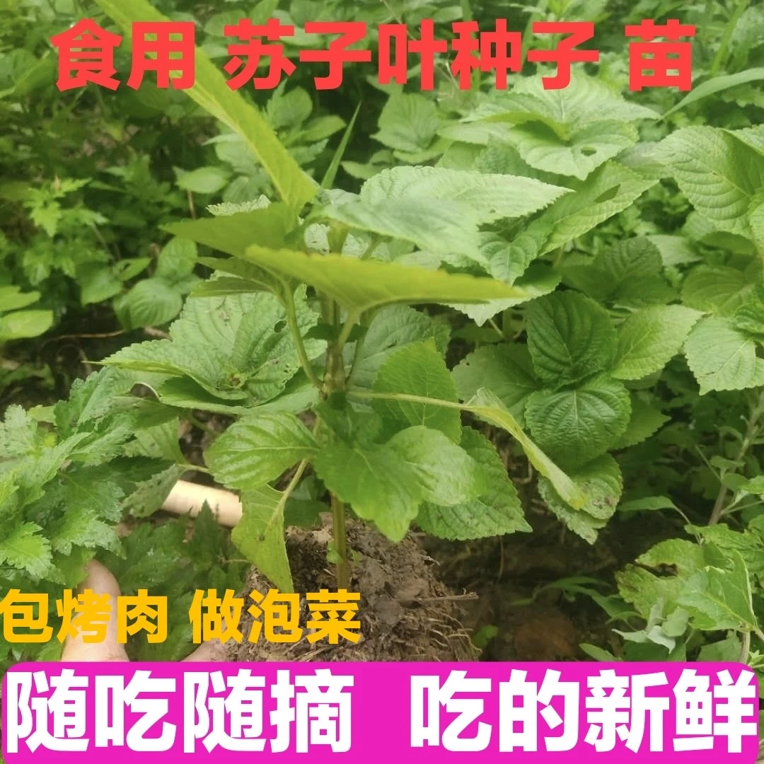 绿苏子种籽苗双青香叶四季庭院盆栽烧烤包肉煲汤泡菜特色蔬菜孑苗