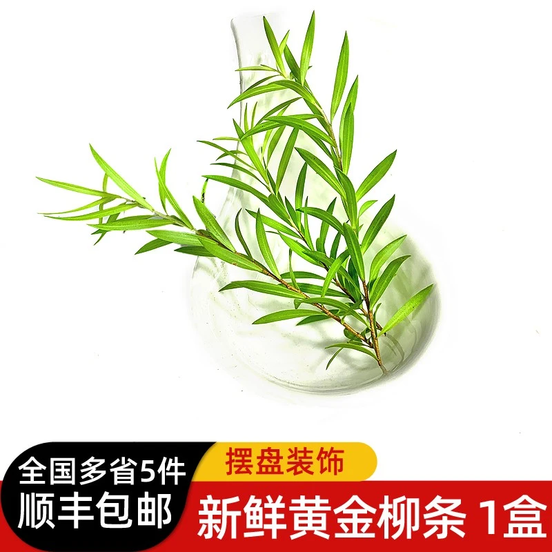 绿食者新鲜黄金柳条1盒10g酒店西餐日料烘焙柳芽花草摆盘装饰点缀