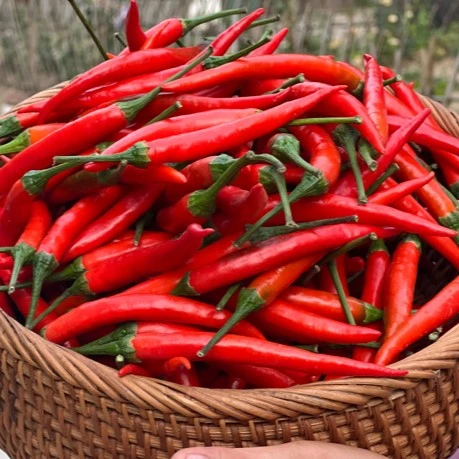 泥土的清香新鲜现摘小米辣椒1斤3斤5斤包邮