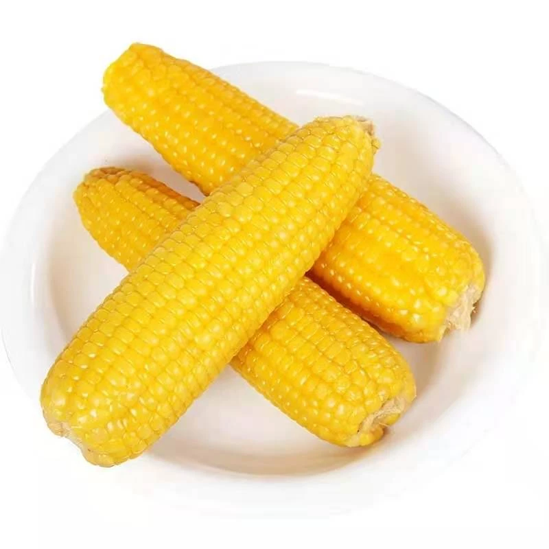 黑土昊民  黄糯黏玉米220g/根东北黑龙江种植8根真空