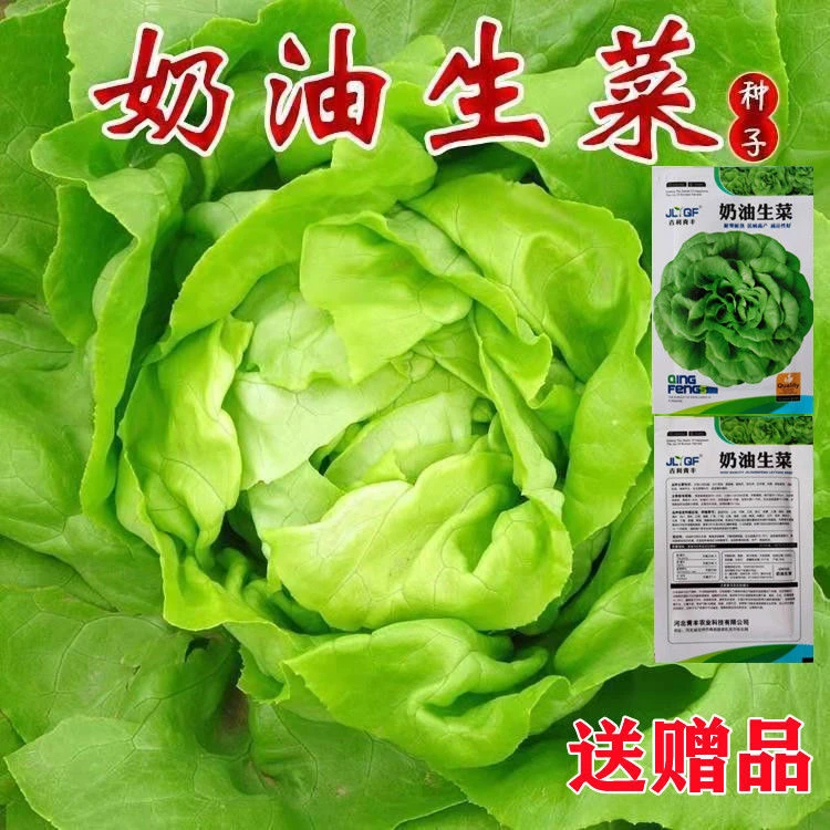 奶油生菜种籽 四季播种 秋冬季农家田园阳台种菜沙拉专用蔬菜种子