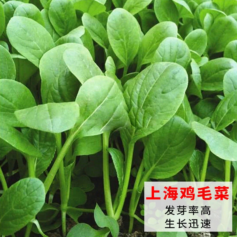 原装鸡毛菜种子四季小白菜青菜上海青阳台盆栽有机蔬菜种子批发