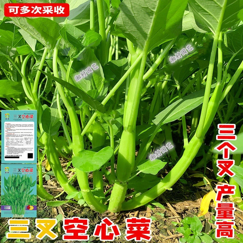 超级三叉空心菜种籽大叶青梗柳叶种籽四季阳台盆栽蔬菜种子空心菜