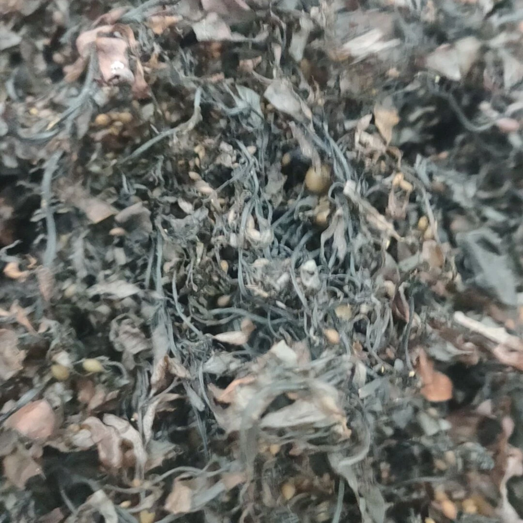 红海湾纯天然野生海莲炮小叶海藻