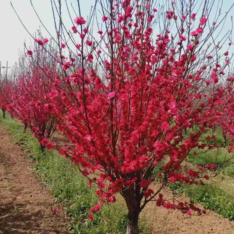 梅花树苗盆栽红梅树腊梅盆景腊梅花老桩耐寒植物室内阳台庭院似乎
