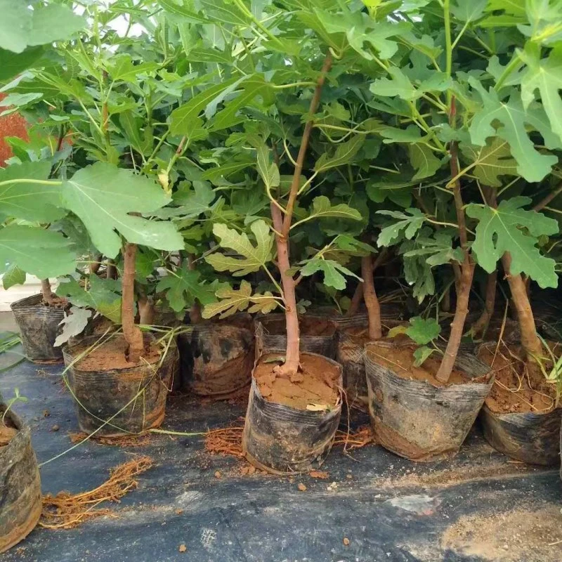 无花果树苗正宗红皮无花果苗南北方种植盆栽地栽当年结果树苗四季