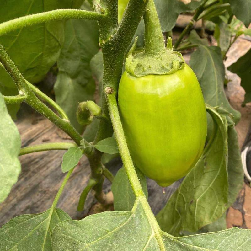 河南现摘新鲜青茄子现摘现发生吃清甜可口5斤包邮-2