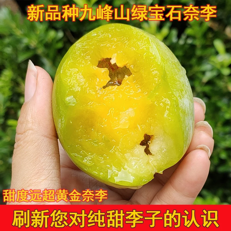 顺丰纯甜新品种九峰山绿宝石奈李子新鲜现摘当季水果冰糖脱骨李子