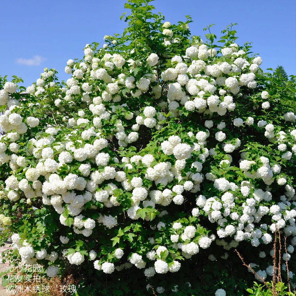 【沁心】40美植袋 欧洲木绣球‘玫瑰’盆栽 灌木春季开花 花园庭院