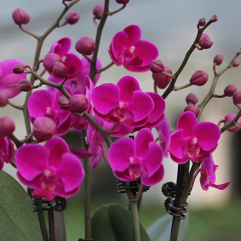 承与霖【一物一拍398链接】蝴蝶兰元宵花系列直播间选花再下单